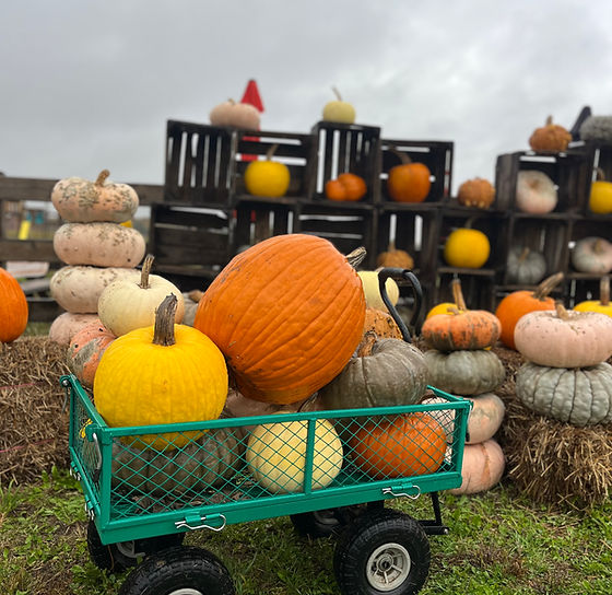 Explore T22 Farms in Fayette, Ohio for the Best Fall Activities and Pumpkins