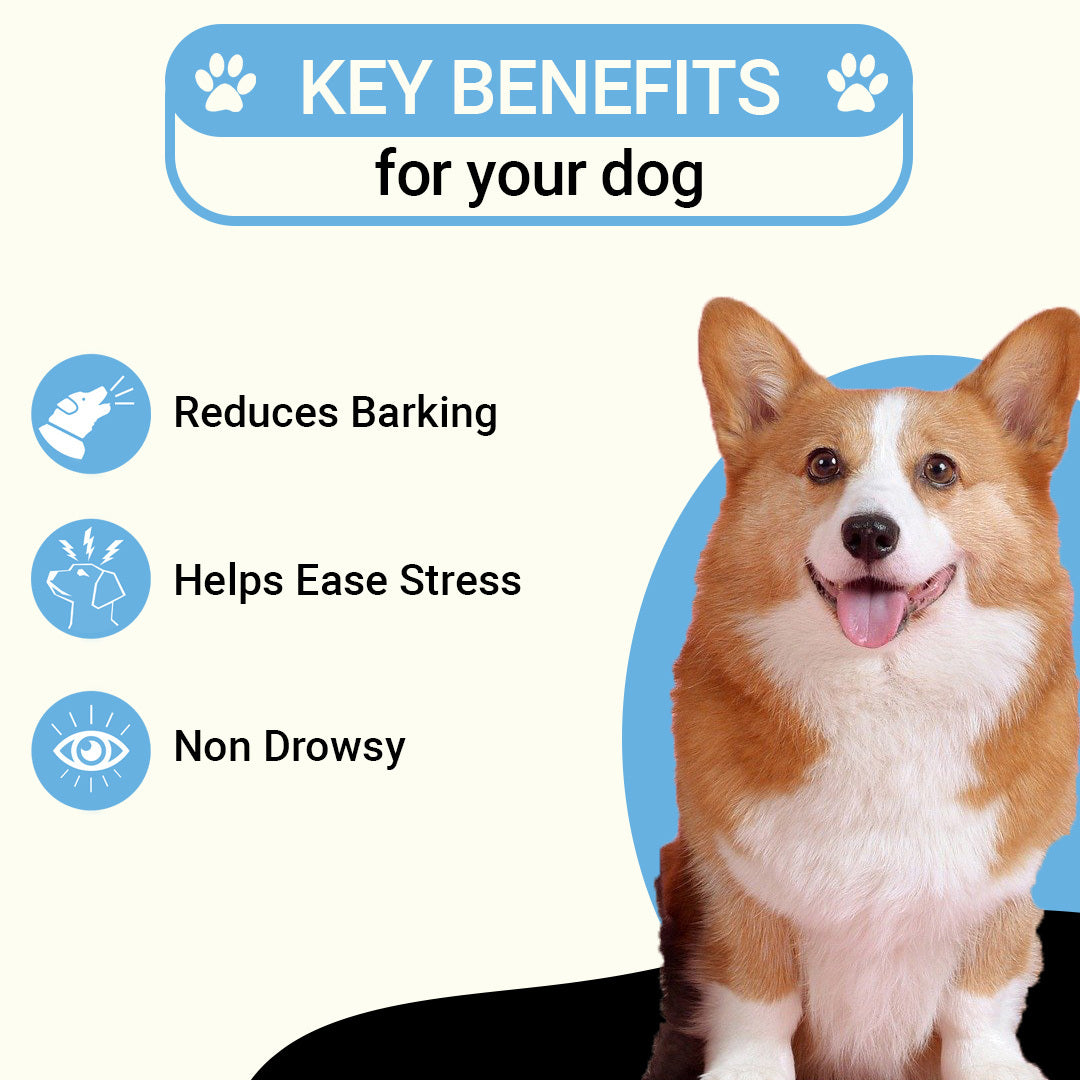 Mutt Mantle Benefits: Why Your Dog Needs One