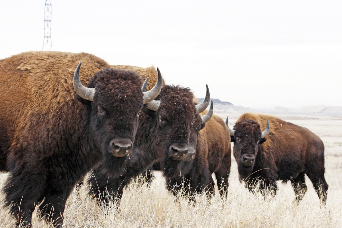 What Is Bison Daily? Get Your Daily Dose of Interesting Stuff