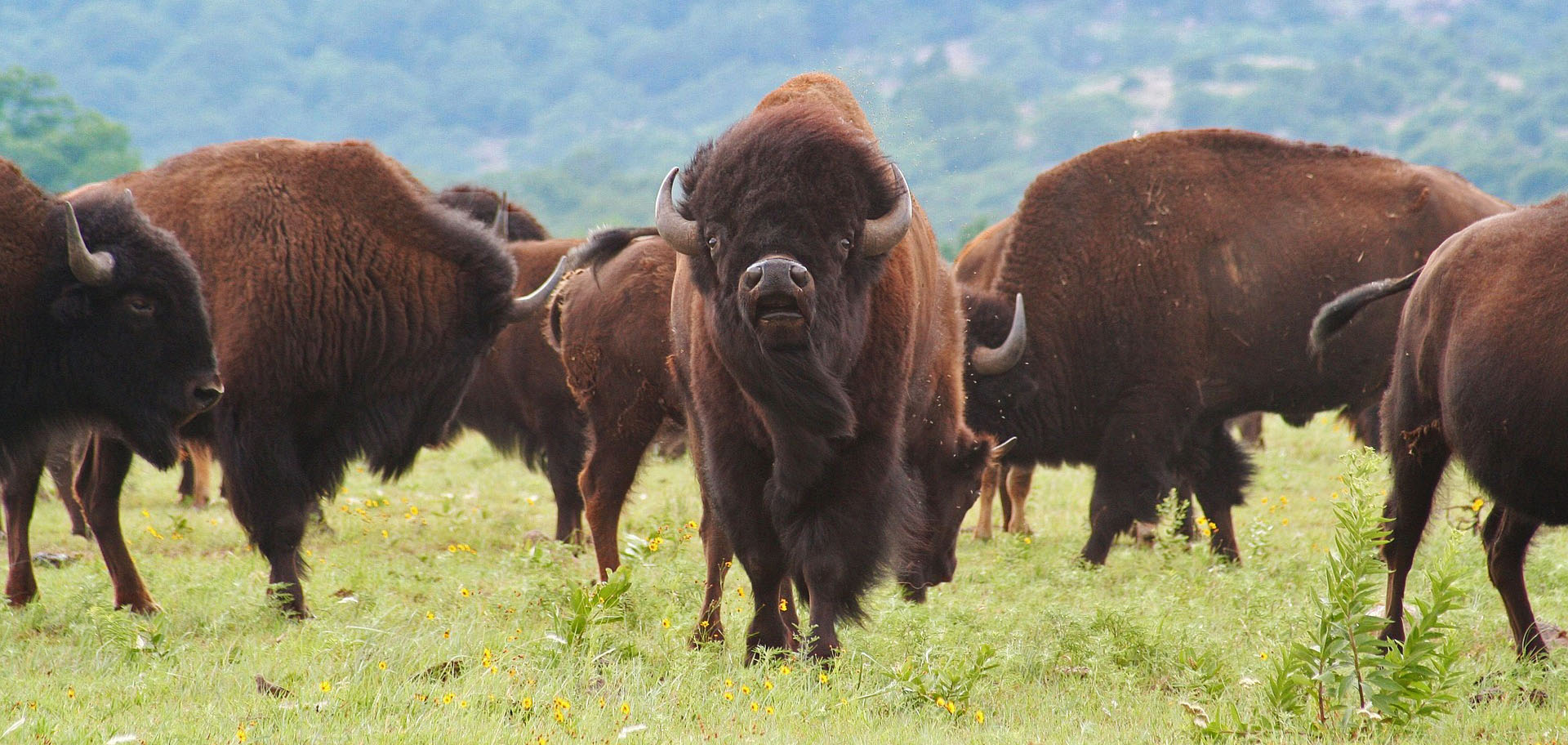 What Is Bison Daily? Get Your Daily Dose of Interesting Stuff