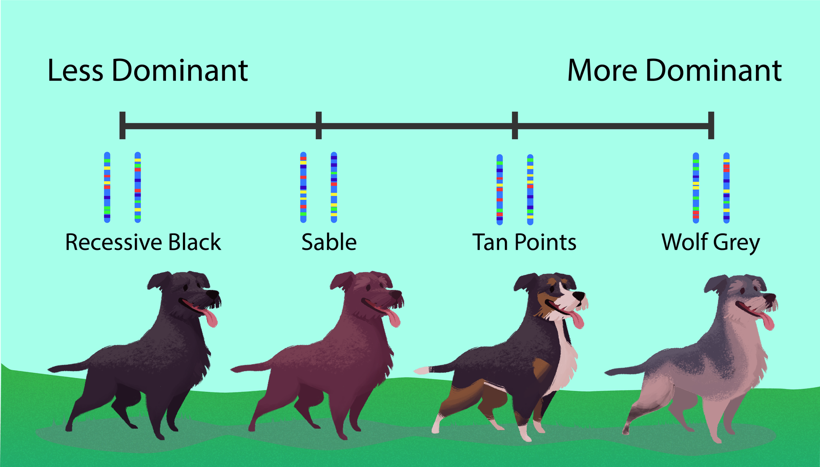 Mutt Mantle Benefits: Why Your Dog Needs One