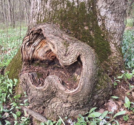 What are burls? The garden is filled with burls, lets find out!