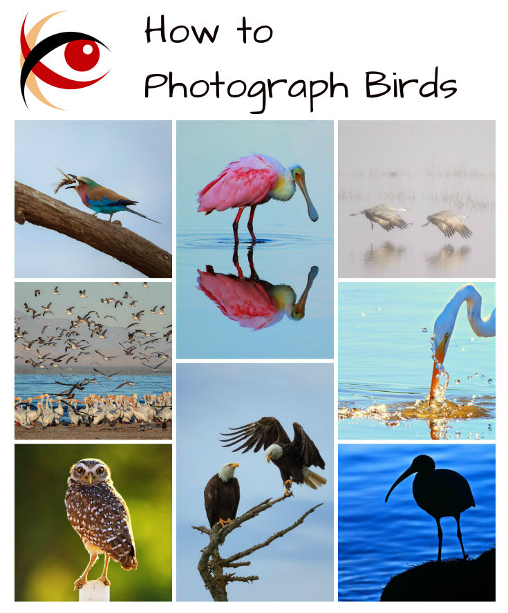 Photograph 2 types of birds guide: Discover how to take beautiful photos of different birds.