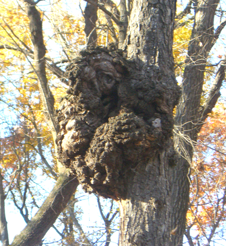 What are burls? The garden is filled with burls, lets find out!