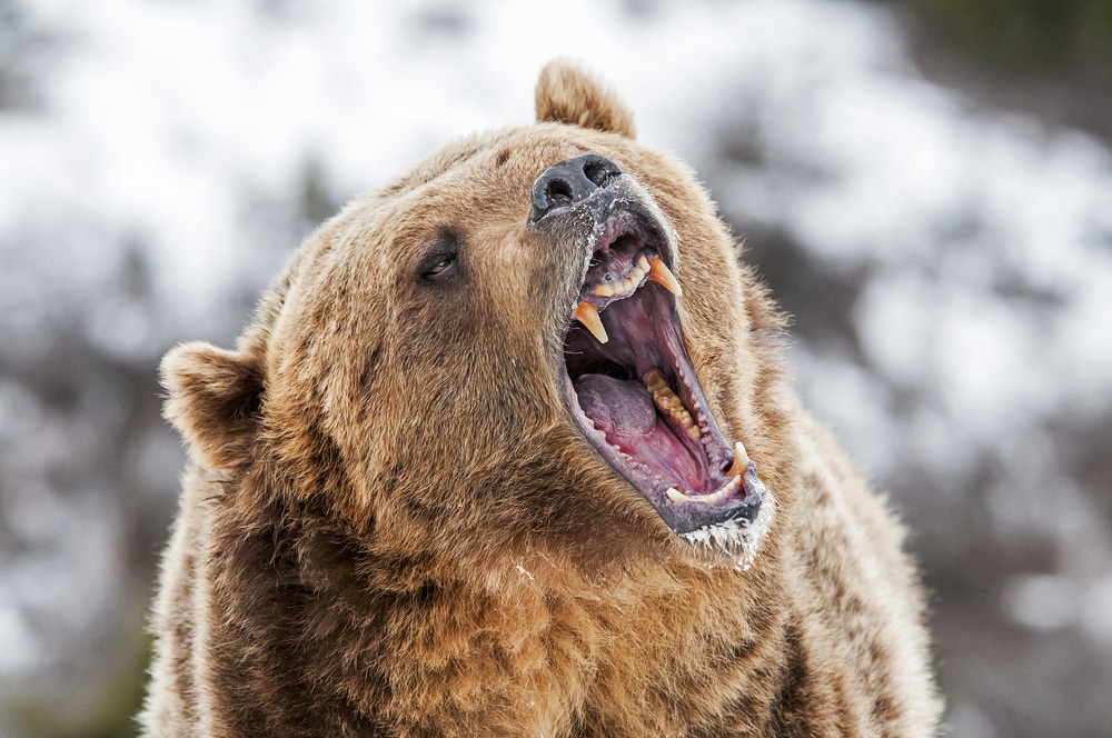 Hear the Roar of the Bear: What Does This Powerful Sound Really Mean?