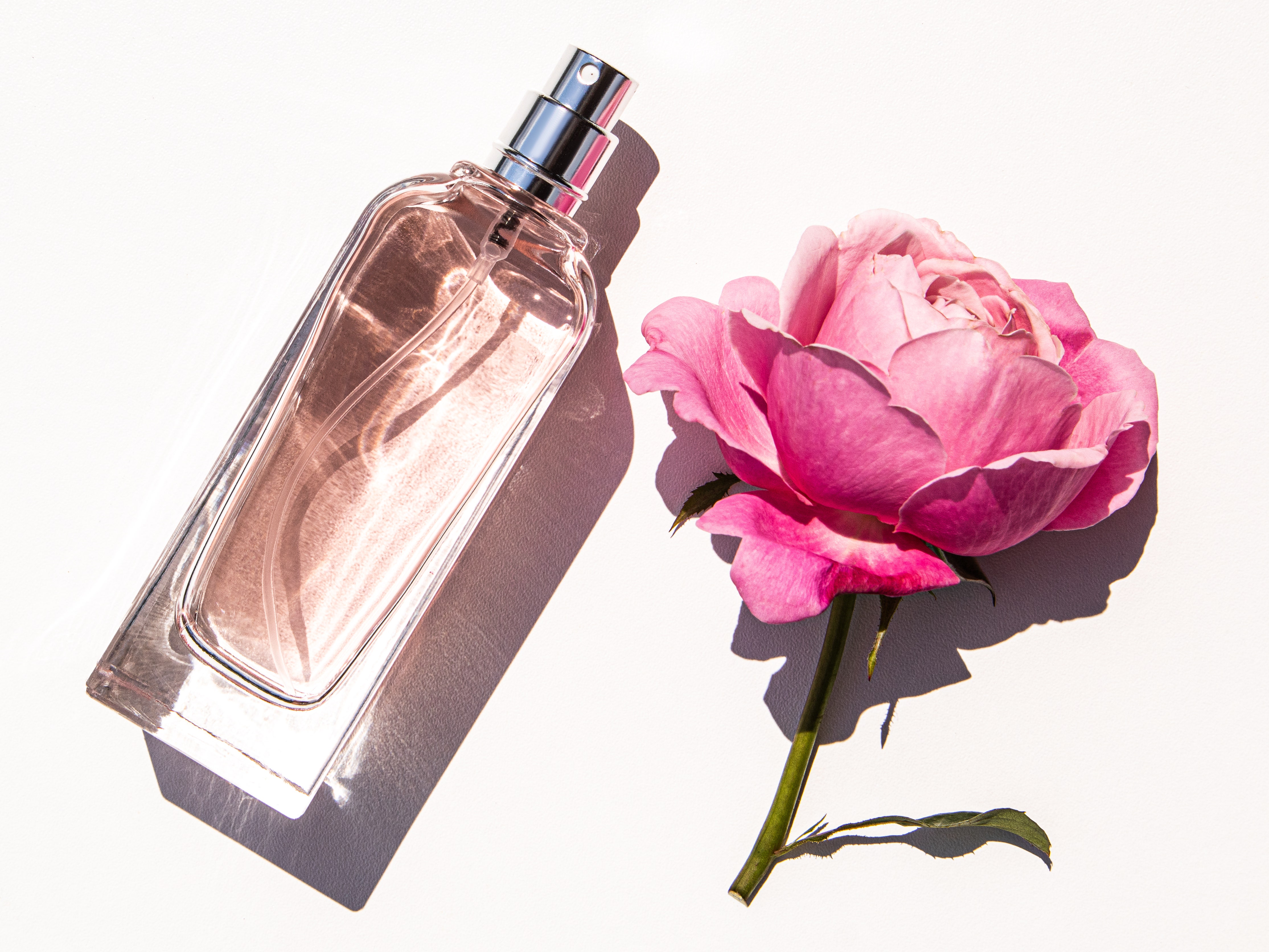 Cosy Rose Fragrance: Is It the Right Perfume for You?