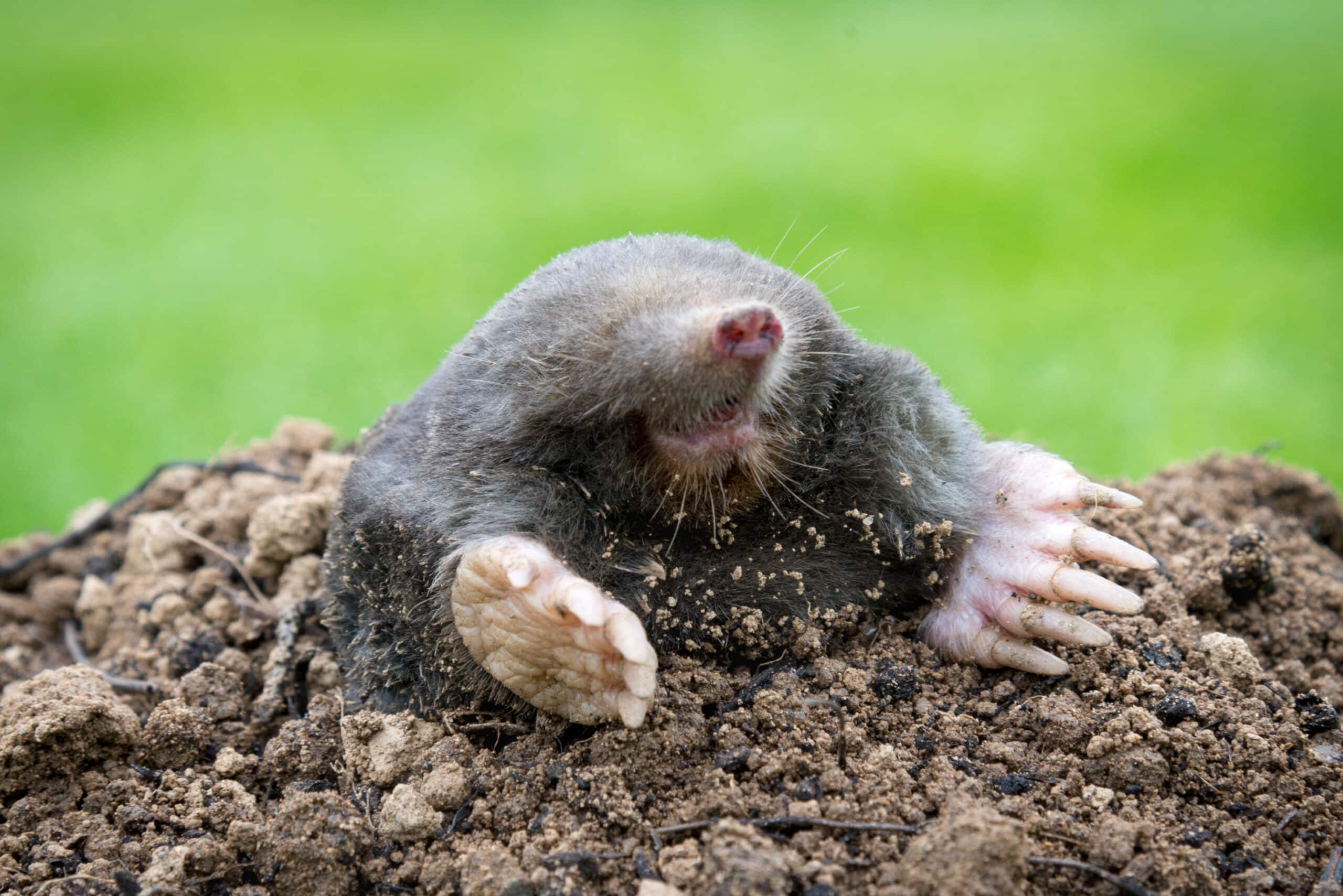 Saving the Mole: Top Tips for Protecting This Crucial Species