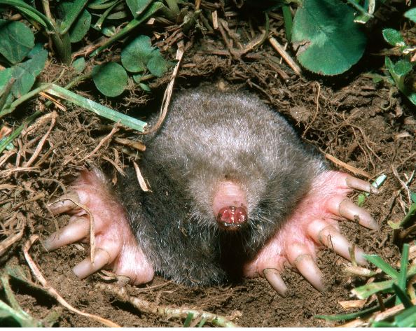 Saving the Mole: Top Tips for Protecting This Crucial Species